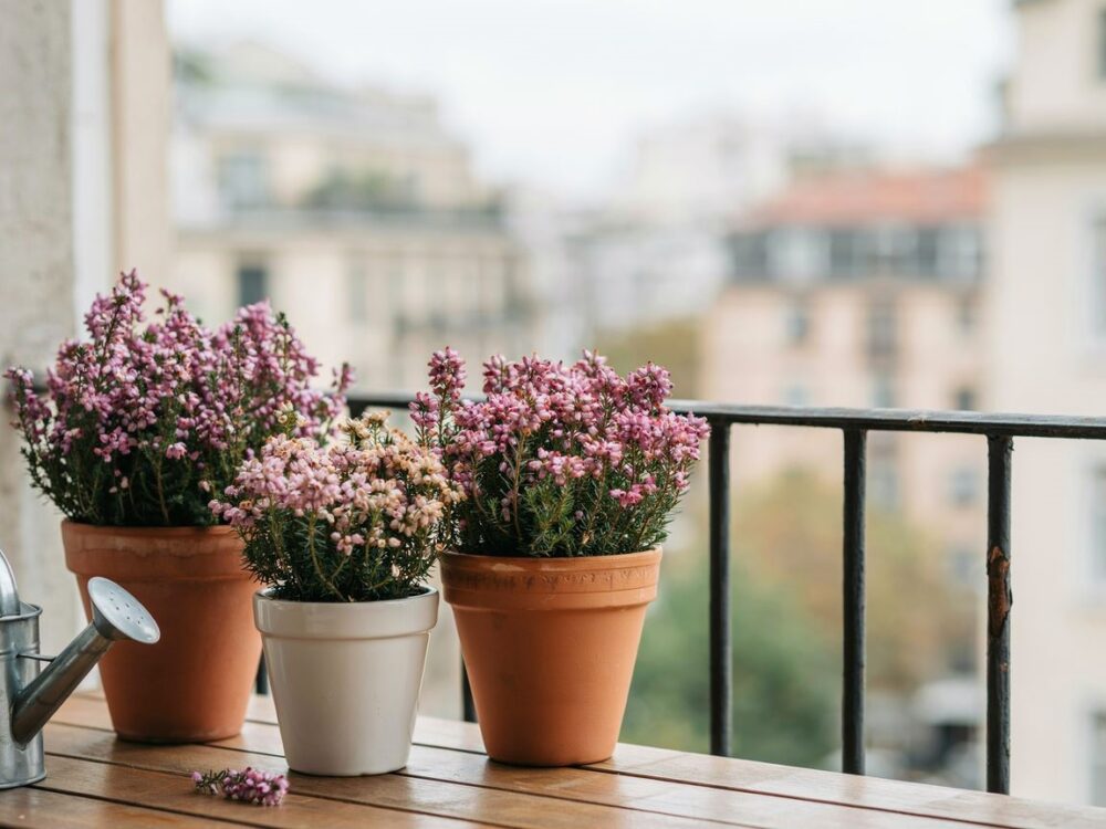 wrzosy dekorujące balkon
